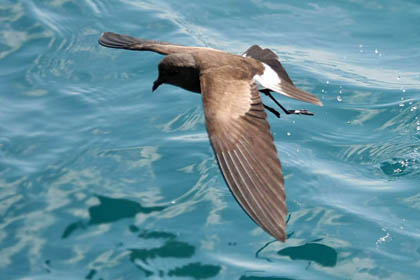 White-vented Storm-Petrel Picture @ Kiwifoto.com