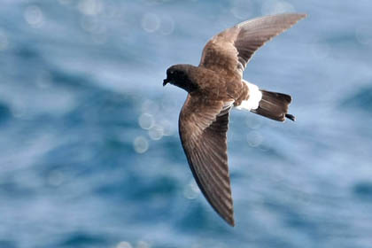 White-vented Storm-Petrel Image @ Kiwifoto.com