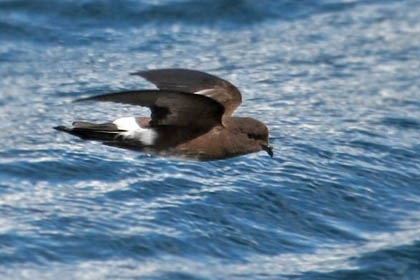 White-vented Storm-Petrel Image @ Kiwifoto.com