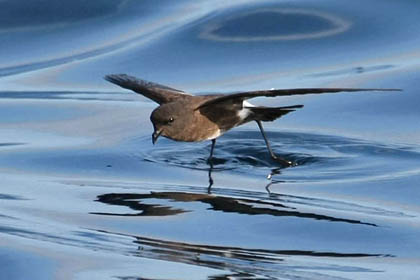 White-vented Storm-Petrel Image @ Kiwifoto.com