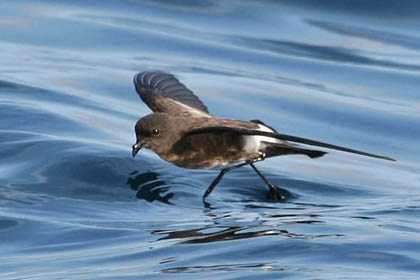 White-vented Storm-Petrel Image @ Kiwifoto.com