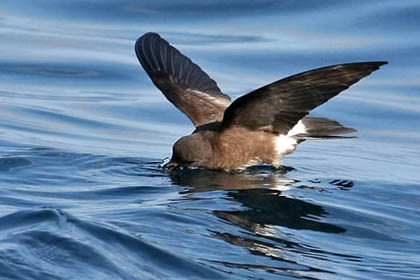White-vented Storm-Petrel Picture @ Kiwifoto.com