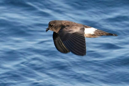 White-vented Storm-Petrel Image @ Kiwifoto.com