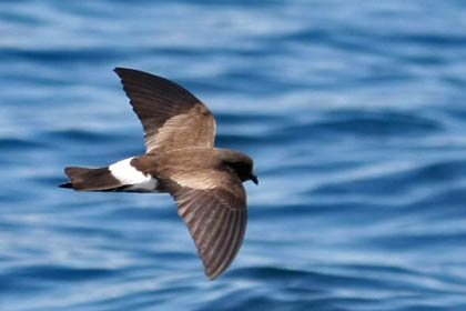 White-vented Storm-Petrel Photo @ Kiwifoto.com