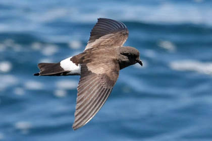 White-vented Storm-Petrel Image @ Kiwifoto.com