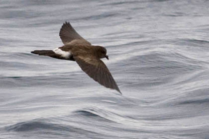 White-vented Storm-Petrel Image @ Kiwifoto.com