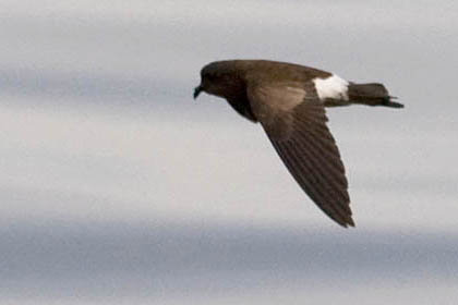 White-vented Storm-Petrel Image @ Kiwifoto.com