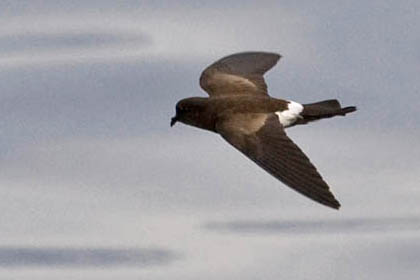 White-vented Storm-Petrel Image @ Kiwifoto.com