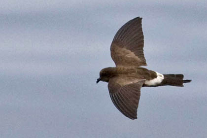 White-vented Storm-Petrel Photo @ Kiwifoto.com