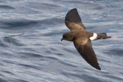 White-vented Storm-Petrel Photo @ Kiwifoto.com