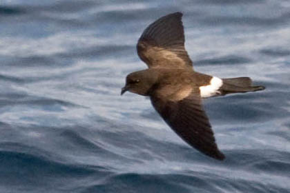 White-vented Storm-Petrel Picture @ Kiwifoto.com