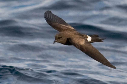 White-vented Storm-Petrel Picture @ Kiwifoto.com