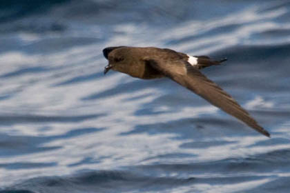 White-vented Storm-Petrel Photo @ Kiwifoto.com