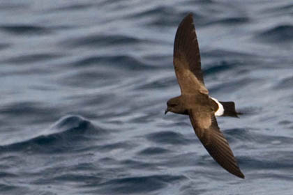 White-vented Storm-Petrel Image @ Kiwifoto.com