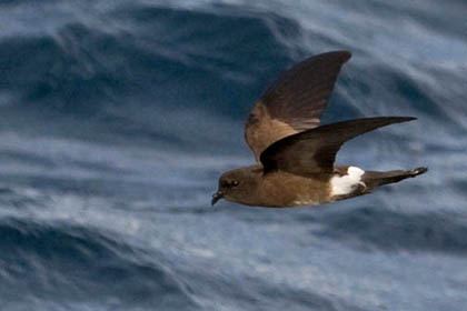 White-vented Storm-Petrel Picture @ Kiwifoto.com