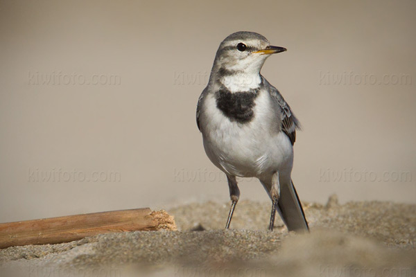 White Wagtail (M.a. ocularis)