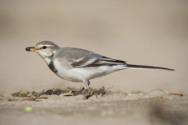 White Wagtail (M.a. ocularis)