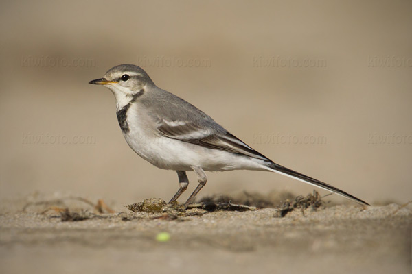 White Wagtail (M.a. ocularis)