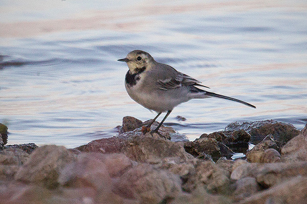 White Wagtail Picture @ Kiwifoto.com
