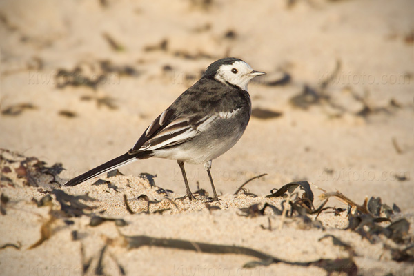 White Wagtail (M.a. yarrellii)