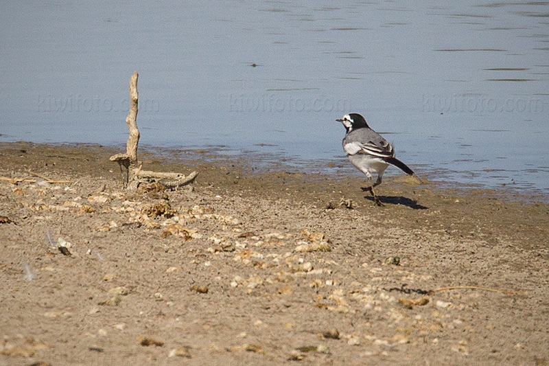 White Wagtail (M.a. ocularis)