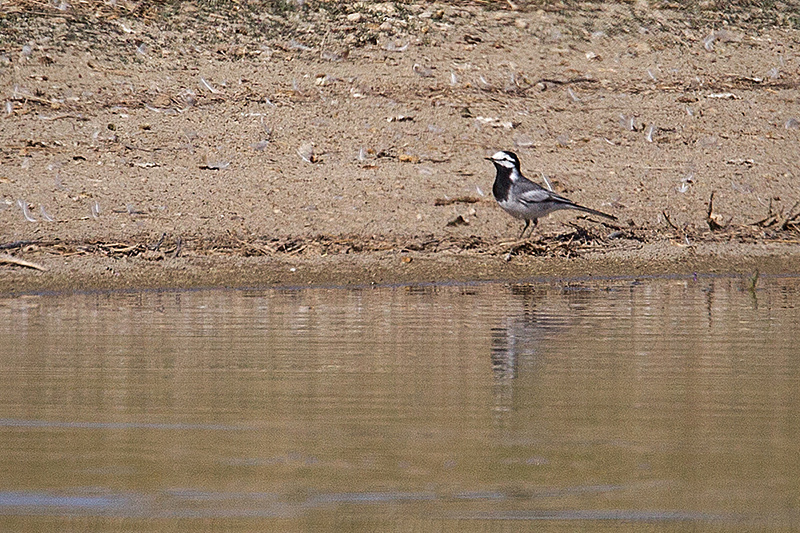 White Wagtail (M.a. ocularis)