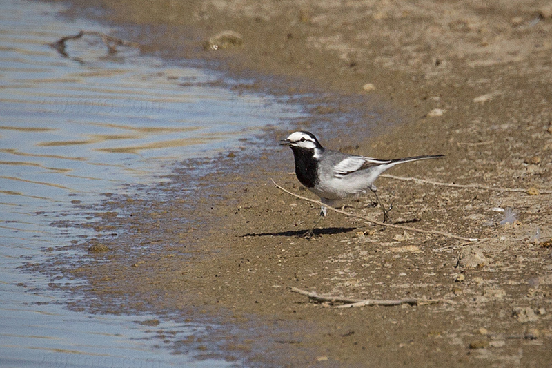 White Wagtail M.a. ocularis @ Lake Cochise - Willcox, AZ White Wagtail M.a. ocularis @ Lake Cochise - Willcox, AZ