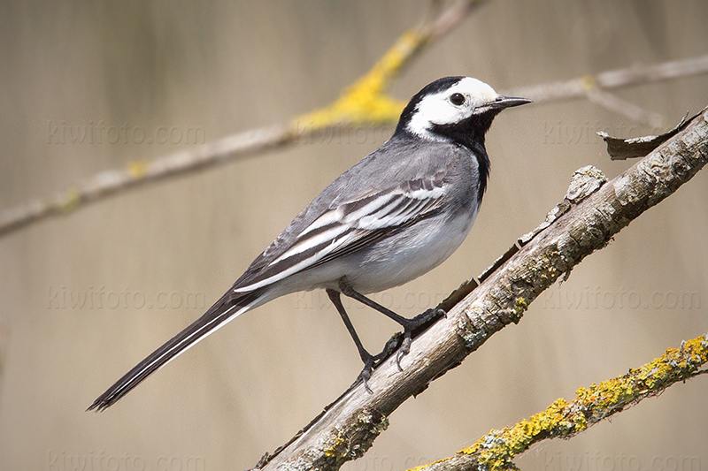 White Wagtail @ Oostvaardersplassen, Flevoland, Netherlands