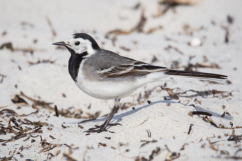 White Wagtail Photo @ Kiwifoto.com
