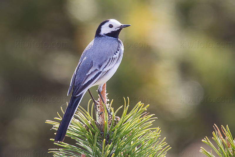 White Wagtail Picture @ Kiwifoto.com