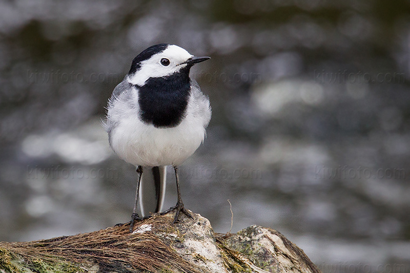 White Wagtail Photo @ Kiwifoto.com