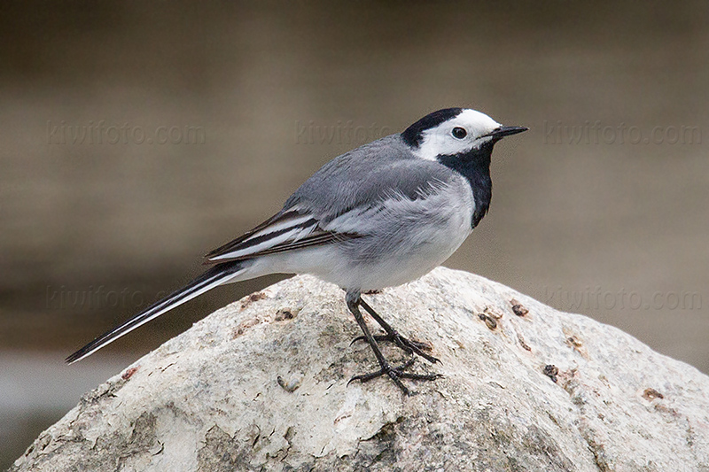 White Wagtail Image @ Kiwifoto.com