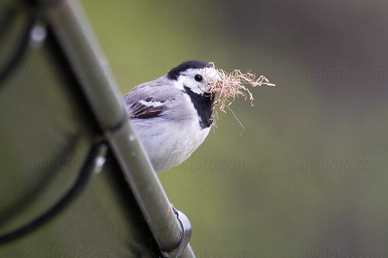 White Wagtail Photo @ Kiwifoto.com