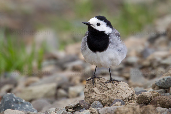 White Wagtail Photo @ Kiwifoto.com