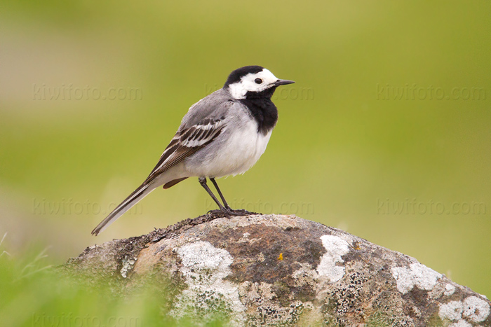 White Wagtail Picture @ Kiwifoto.com