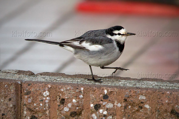 White Wagtail (M.a. lugens)