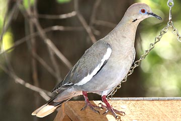 White-winged Dove Photo @ Kiwifoto.com