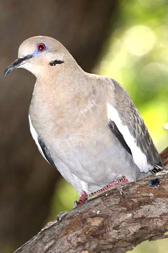 White-winged Dove Image @ Kiwifoto.com