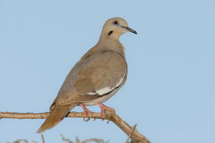 White-winged Dove Photo @ Kiwifoto.com