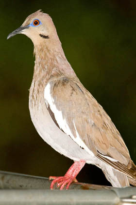 White-winged Dove Photo @ Kiwifoto.com