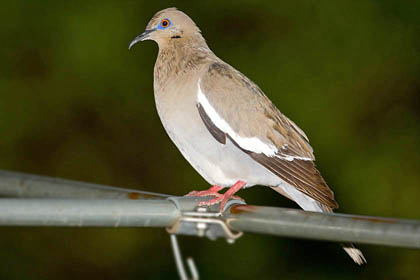 White-winged Dove Photo @ Kiwifoto.com