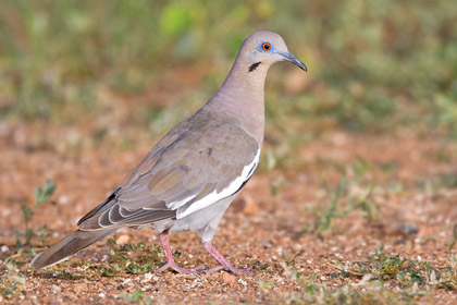 White-winged Dove Photo @ Kiwifoto.com