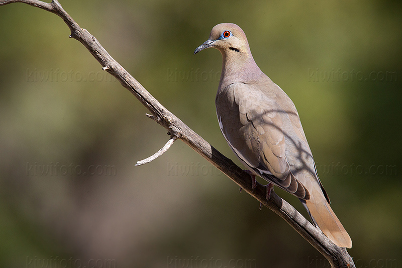 White-winged Dove @ Ash Canyon B&B, AZ