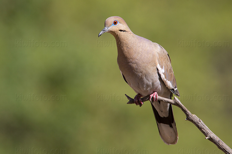 White-winged Dove Photo @ Kiwifoto.com