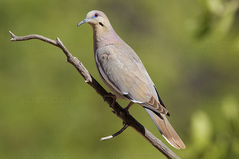 White-winged Dove Image @ Kiwifoto.com
