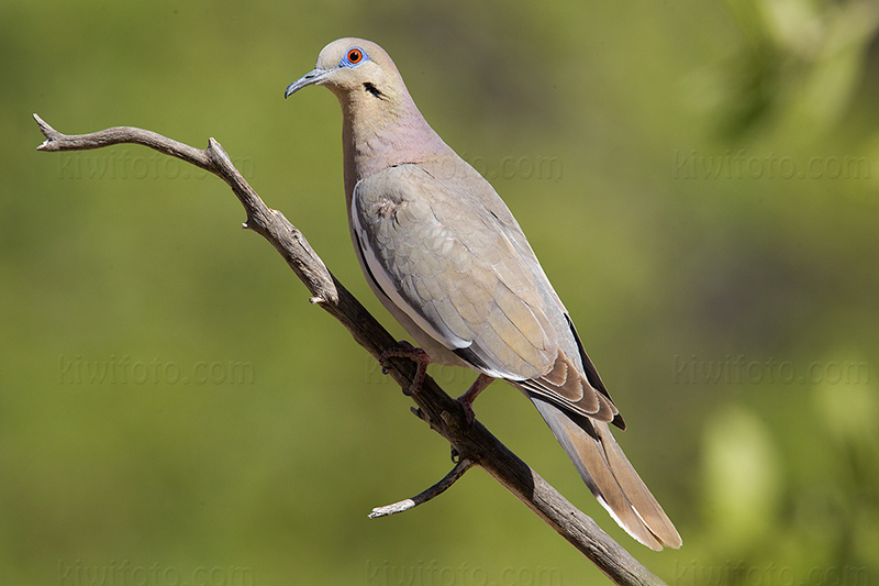 White-winged Dove Picture @ Kiwifoto.com