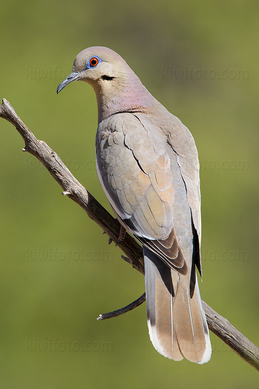 White-winged Dove Image @ Kiwifoto.com