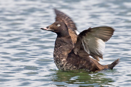 White-winged Scoter Photo @ Kiwifoto.com