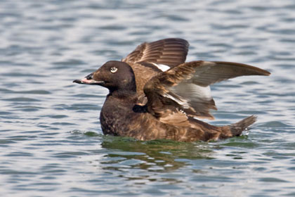 White-winged Scoter Picture @ Kiwifoto.com