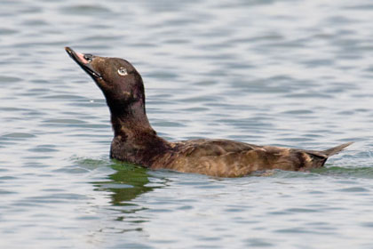 White-winged Scoter Image @ Kiwifoto.com